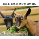 흑염소 효능과 부작용 알아봐요 이미지