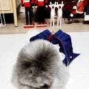 여주 다리원 애견독채팬션 이미지