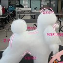 추건우애견미용학원