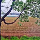 이팝나무길 이미지