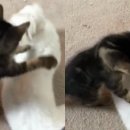 냥냥펀치 이미지