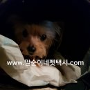 해피 펫 택시 이미지