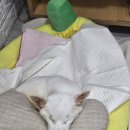 루비아이