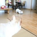 포포모모