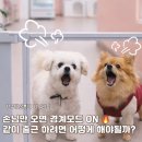 나드리 애견 | 강아지 손님 짖음 해결 방법 방문훈련 후기 청주방문훈련 나드리독