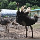 삼봉농장 이미지