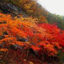오색비단
