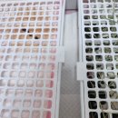 토끼발 | 온토 배변판 배변패드 사용후기 (+내돈내산인증 및 솔직후기) 토끼화장실 이 있다고?