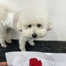 걱정마시개 애견유치원 네이버블로그