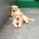 똥강아지 Daum카페