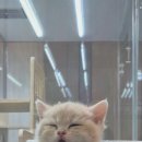 창원고양이분양 퍼스트캣 창원점 이미지