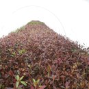 소유농원 이미지