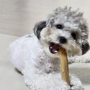 2023.6.5 오늘의 호두(힐스 로우<b>펫</b>, <b>올리브</b>영 다녀왔두♡)