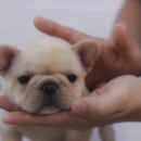 넥서스켄넬 이미지