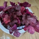 두리조경 이미지