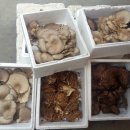 피반령송어나라 이미지