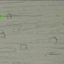 와이즈24시 동물병원 이미지