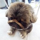 니멍내멍 | 니멍내멍 애견카페 후기 🐶