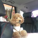 Dogi Dogi(도기도기) 이미지