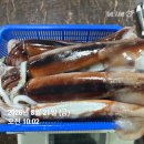 싱싱한 초코오징어 지금이 저장타임! 자연산 숫치민어한마리로 몸보신하세요~ 이미지