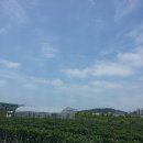 규환농장 Daum카페