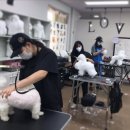 펫홀릭더라이프