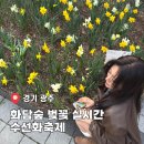 화담숲 실시간 벚꽃 만개시기 수선화축제 모노레일