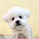 명지애견 이미지