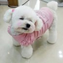 세인트존스동물병원 이미지