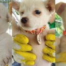 똥강아지 이미지