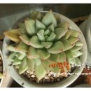 에이프럴다육식물원