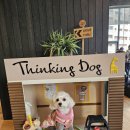 빵독 반려미용실 | 반려동반 소노펫(비발디파크) 내돈내산 후기