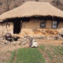 포도시