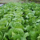 금치축산 이미지