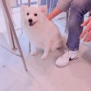 뚱이애견 이미지