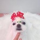 펫살롱 꽃단장 이미지