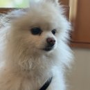 서른살나의펫 이미지