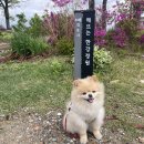 해뜨는 숲속 | 김포가볼만한곳 I 해뜨는 한강정원 I 김포드라이브코스 I 김포애견산책