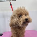 이뻐질개 애견미용실 | 내 강아지를 위한 완벽한 선택, 이뻐질개