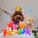 아롱애견미용실 이미지