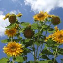 영희초등학교 이미지