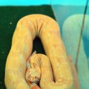 귀전목장 | 3월 국내 당일치기 여행하기 딱 좋은 여기는?