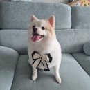 온니애견미용 | 내돈내산💵강서구 방화동 애견미용추천🐾퍼피앤포유🐾