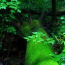 곰배령스케치 이미지