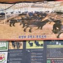 영광밤골흑염소농장 | 오리전문점 &#34;대가&#34;의 오리탕 내돈내산 솔직후기, 불갑사 꽃무릇 한창이에요.