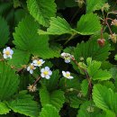 슬로베리 이미지