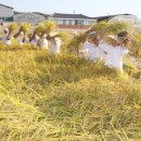 용전 이미지