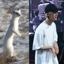 담비 이미지