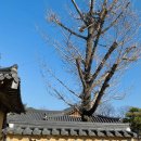 남사예담촌마을 | 산청 남사예담촌 한옥마을 산책후기(주차, 걷기좋은곳, 가볼만한 곳)