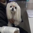 유동물병원 | 강아지 건강검진 유케어 동물병원 내돈내산 후기